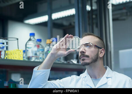 Giovane maschio scienziato esaminando i microrganismi in piastra di petri a un laboratorio di farmacia, Baden-Württemberg, Tedesco Foto Stock