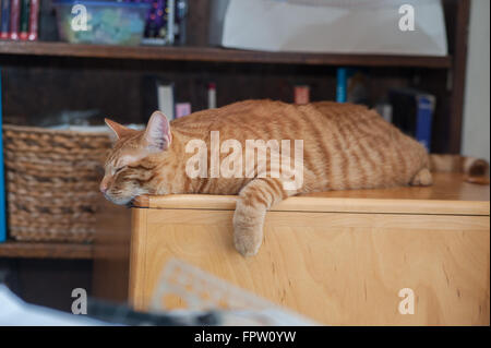 Orange Gatto sdraiato su mobili di fronte a sinistra. Foto Stock