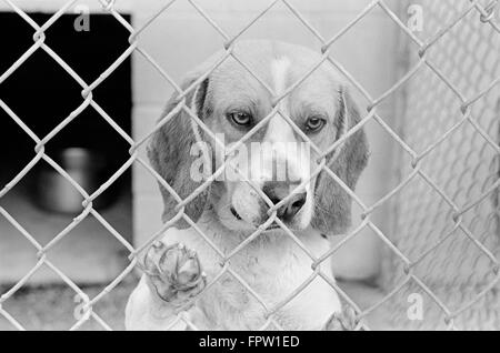 Triste cane beagle cerca attraverso la catena collegamento recinto cancelletto Foto Stock