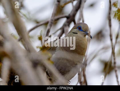 Dagli occhi blu Colomba White-Wing Close up. Come si appoggia in una struttura ad albero. Occhi vivaci e blu impressionante. Foto Stock