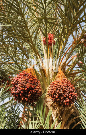 I grappoli di ripe risale a una data palm (Phoenix dactylifera), palmeries intorno Rissani nel Tafilalt, a sud-est del Marocco, Marocco Foto Stock