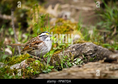 White Throated Sparrow rovistando sul terreno nella foresta di primavera. Foto Stock