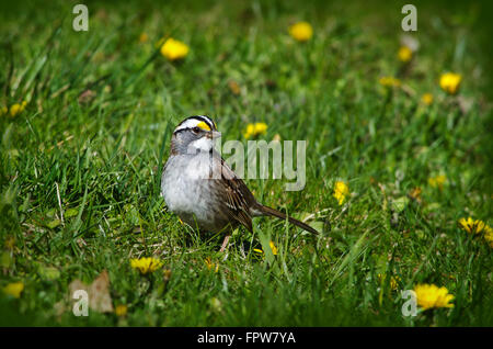 White Throated Sparrow in erba con fiori di tarassaco durante la migrazione a molla. Foto Stock