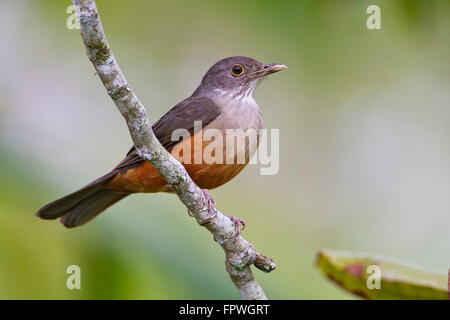 Rufous-panciuto tordo (Turdus rufiventris) maschio sul ramo in giardino, Itanhaem, Brasile Foto Stock