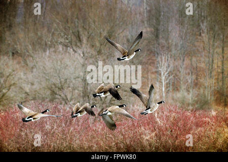 Oche del Canada la migrazione volando sopra la foresta di primavera New York paesaggio Nord America, Stati Uniti d'America. Foto Stock