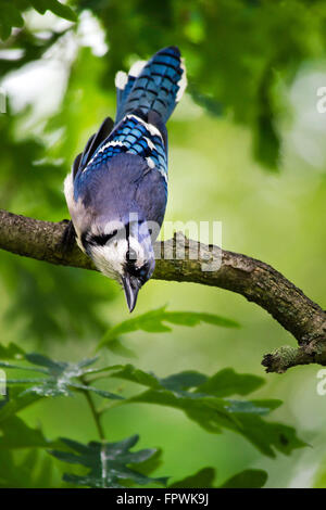 Blue Jay appollaiato su un ramo di albero close up ritratto. Foto Stock