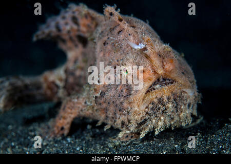 Una rana pescatrice peloso (Antennarius striatus) utilizza la sua incredibile camouflage correttamente per la cattura delle prede nello stretto di Lembeh, Indonesia. Foto Stock