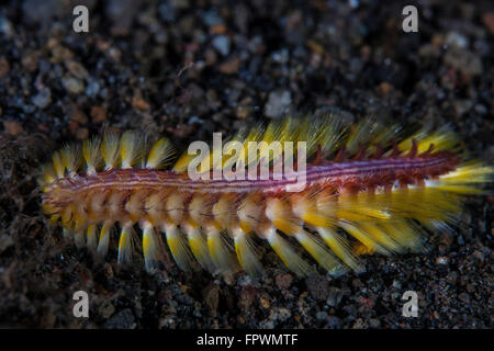 Un darklined fireworm (Chloeia fusca) esplorare tutta la sabbia nera fondo marino nel Parco Nazionale di Komodo, Indonesia.d Foto Stock