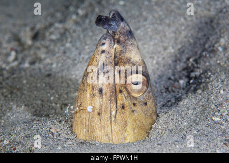 Un Black-alettato di snake anguilla (Ophichthus cephalozona) affiora la sua testa al di fuori di un fondale di sabbia in Indonesia. Questa regione tropicale, wit Foto Stock