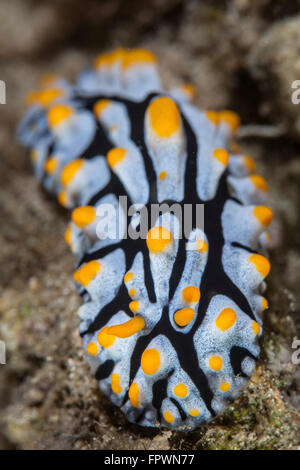 Un tossico (nudibranch Phyllidia varicosa) esplorare lentamente attraverso una barriera corallina in Indonesia. Foto Stock