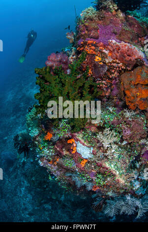 Un subacqueo si libra sopra una colorata barriera corallina nel Parco Nazionale di Komodo, Indonesia. Questa regione tropicale in Indonesia è noto per la Foto Stock
