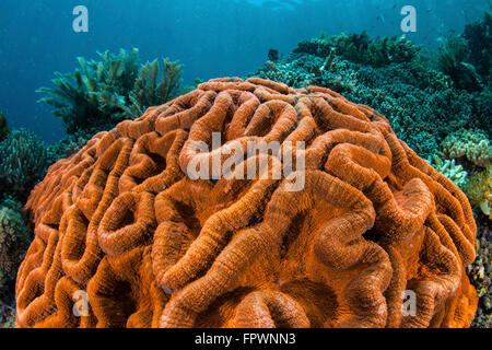 Un brillantemente colorati di colonie di corallo (Lobophyllia sp.) Cresce su un sano reef nel Parco Nazionale di Komodo, Indonesia. Questo tropical r Foto Stock