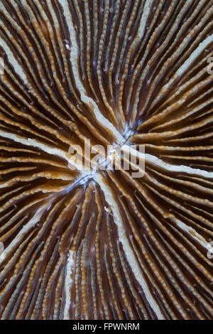 Dettaglio di un fungo coral (Fungia sp.) su una scogliera in Indonesia. Questa regione tropicale, all'interno del triangolo di corallo, è la casa di un i Foto Stock