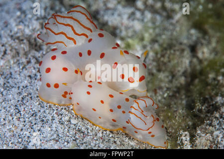 Una coppia di Ceylon nudibranchi (Gymnodoris ceylonica) si accoppiano su un pendio di sabbia nel Parco Nazionale di Komodo, Indonesia. Questo tropical regi Foto Stock