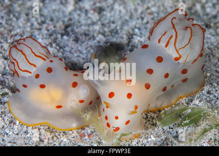 Una coppia di Ceylon nudibranchi (Gymnodoris ceylonica) si accoppiano su un pendio di sabbia nel Parco Nazionale di Komodo, Indonesia. Questo tropical regi Foto Stock