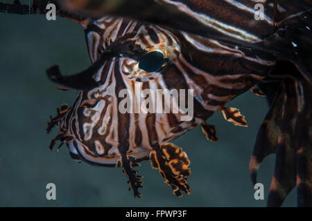 Un leone (pterois volitans) posiziona il puntatore del mouse su una scogliera nel Parco Nazionale di Komodo, Indonesia. Questa regione tropicale in Indonesia è noto Foto Stock