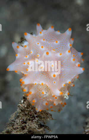 Un colorato nudibranch (Halgerda batangas) esamina su una scogliera vicino all' isola di Sulawesi, Indonesia. Questa bella, tropicali regi Foto Stock