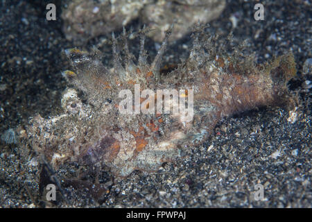 Un altamente velenosi e ben mimetizzata devilfish spinosa (Inimicus didactylus) è appena visibile su un pendio di sabbia vicino all'isola Foto Stock