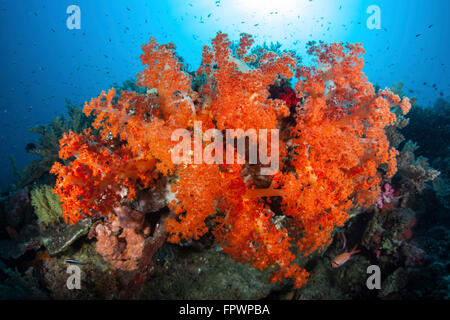 Brillante coralli molli e altri invertebrati colorati competere per lo spazio per crescere su una scogliera vicino all' isola di Sulawesi, Indonesi Foto Stock