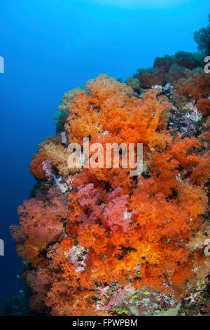 Splendidi coralli molli e altri invertebrati colorati competere per lo spazio per crescere su una scogliera vicino all' isola di Sulawesi, Indonesia Foto Stock