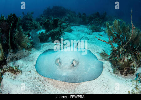 Un grande roughtail stingray (Dasyatis centroura) si appoggia sul fondo marino vicino Turneffe Atoll, Belize. Questa specie è trovato attraverso Foto Stock