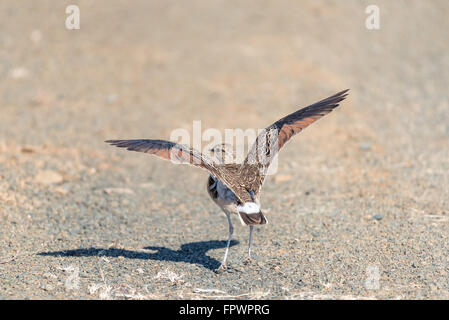 Un doppio courser nastrati, Smutsornis africanus o Rhinoptilus africanus, tenuto spento Foto Stock