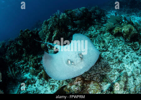 Un grande roughtail stingray (Dasyatis centroura) nuota su fondo marino vicino Turneffe Atoll, Belize. Questa specie è trovato throu Foto Stock