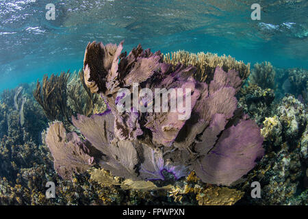 Una colorata serie di gorgonie, reef-costruzione di coralli ed altri invertebrati crescere su una diversificata Reef nel Mar dei Caraibi. Foto Stock