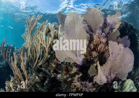 Una colorata serie di gorgonie, reef-costruzione di coralli ed altri invertebrati crescere su una diversificata Reef nel Mar dei Caraibi. Foto Stock