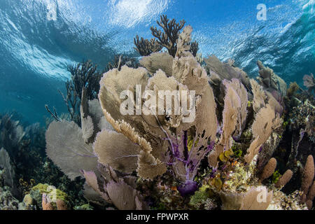 Una colorata serie di gorgonie, reef-costruzione di coralli ed altri invertebrati crescere su una diversificata Reef nel Mar dei Caraibi. Foto Stock