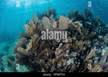 Una colorata serie di gorgonie, reef-costruzione di coralli ed altri invertebrati crescere su una diversificata Reef nel Mar dei Caraibi. Foto Stock