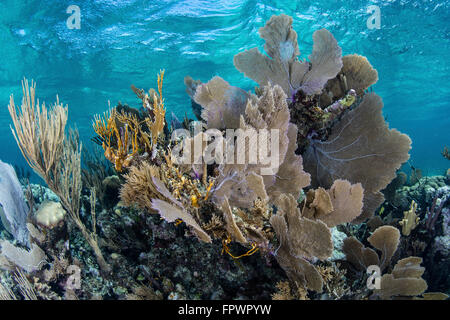 Una colorata serie di gorgonie, reef-costruzione di coralli ed altri invertebrati crescere su una diversificata Reef nel Mar dei Caraibi. Foto Stock