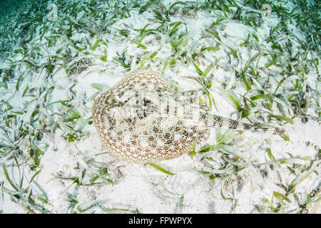 Un stingray giallo (Urobatis jamaicensis) fissa sul fondale sabbioso di Turneffe Atoll in Belize. Questa piccola e bella elasmo Foto Stock