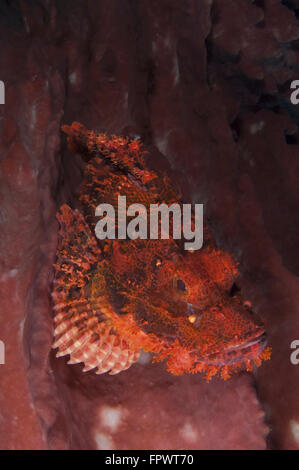 Un red tassled scorfani (Scorpaenopis oxycephala) mimetizzata contro la spugna rosa, Parco Nazionale di Komodo, Indonesia. Foto Stock