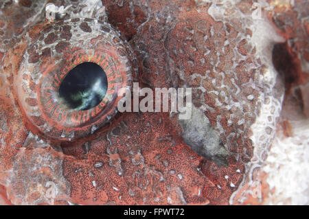 Vista ravvicinata di un occhio di un tassled scorfani (Scorpaenopis oxycephala), il Parco Nazionale di Komodo, Indonesia. Foto Stock