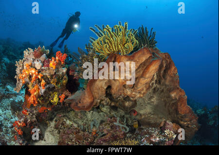 Diver guarda su spugne, coralli molli e crinoidi in un colorato Komodo seascape, Indonesia. Foto Stock