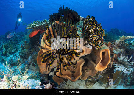 Diver guarda su spugne, coralli molli e crinoidi in un colorato Komodo seascape, Indonesia. Foto Stock