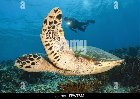 Un subacqueo nuota su una scogliera di Komodo con un hawksbill sea turtle off dell Indonesia. Foto Stock