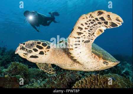 Un subacqueo nuota su una scogliera di Komodo con un hawksbill sea turtle off dell Indonesia. Foto Stock