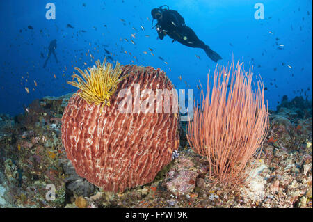 Diver guarda su spugne, coralli molli e crinoidi in un colorato Komodo seascape, Parco Nazionale di Komodo, Indonesia. Foto Stock