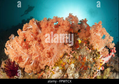 Diver guarda su spugne, rosa coralli molli e crinoidi in un colorato Komodo seascape, Parco Nazionale di Komodo, Indonesia. Foto Stock