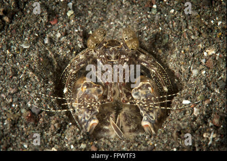 Un infilzare canocchia (Lysiosquilla maculata) nella sua tana, Parco Nazionale di Komodo, Indonesia. Foto Stock