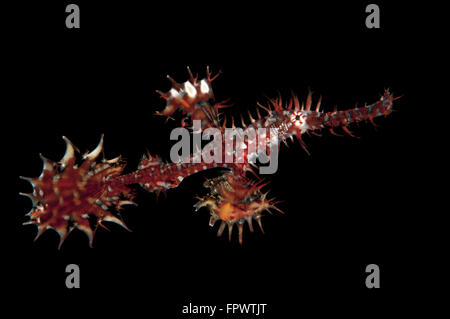 Un rosso e argento ornati pipefish fantasma (Solenostomus paradoxus) contro lo sfondo nero, Parco Nazionale di Komodo, Indonesia. Foto Stock