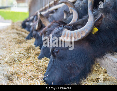 Buffalo mangiare in un azienda italiana per la produzione di mozzarella Foto Stock