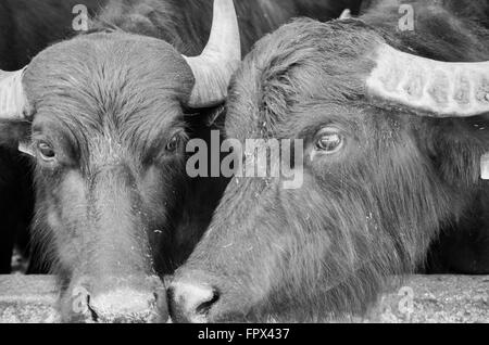 Due Buffalo in un azienda italiana per la produzione di mozzarella Foto Stock