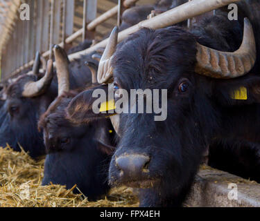 Buffalo mangiare paglia in una azienda italiana per la produzione di mozzarella Foto Stock
