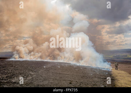 Il controllo di heather burning sulla brughiera, intrapresa in gioco aree di ripresa. Foto Stock