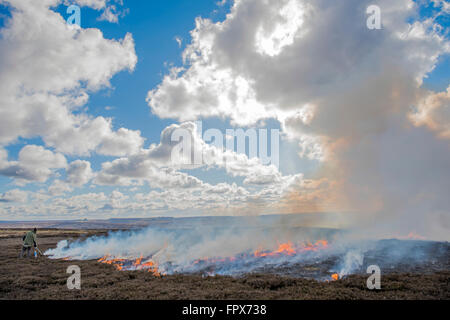 La semina Heather Burning sulla brughiera, intrapresa in gioco aree di ripresa. Foto Stock