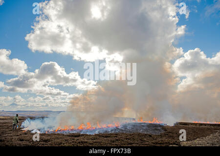 La semina Heather Burning sulla brughiera, intrapresa in gioco aree di ripresa. Foto Stock