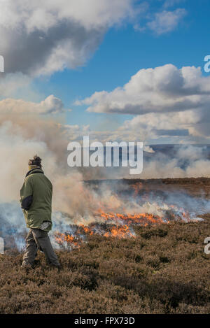 La semina Heather Burning sulla brughiera, intrapresa in gioco aree di ripresa. Foto Stock